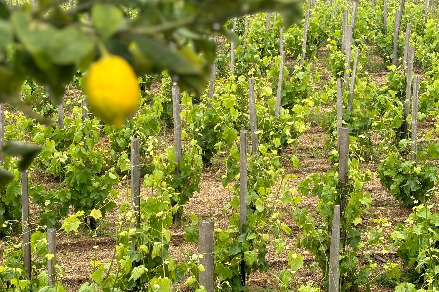 Sicilia en Primeur, l’evento del vino italiano di Assovini Sicilia